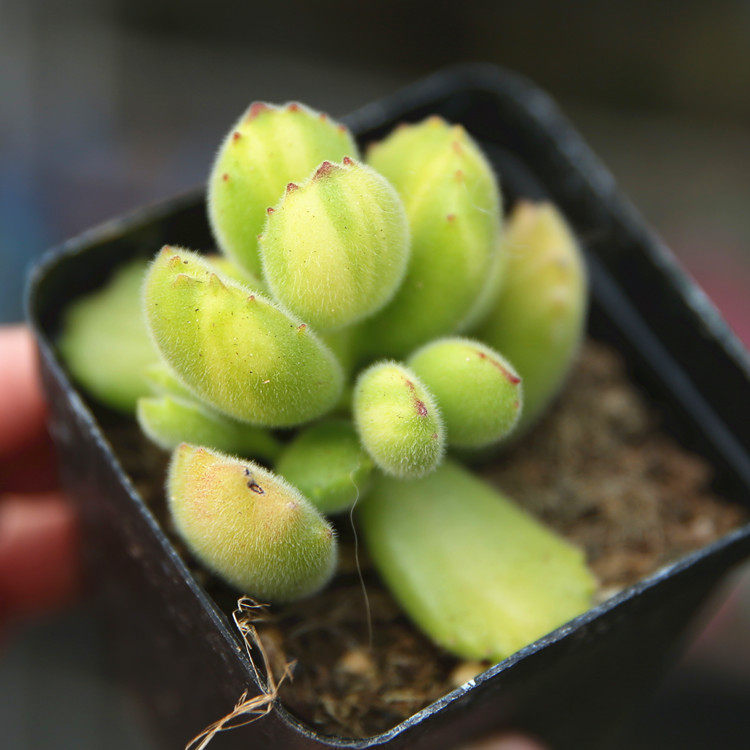 办公室也能养出绝美多肉,小心同事!