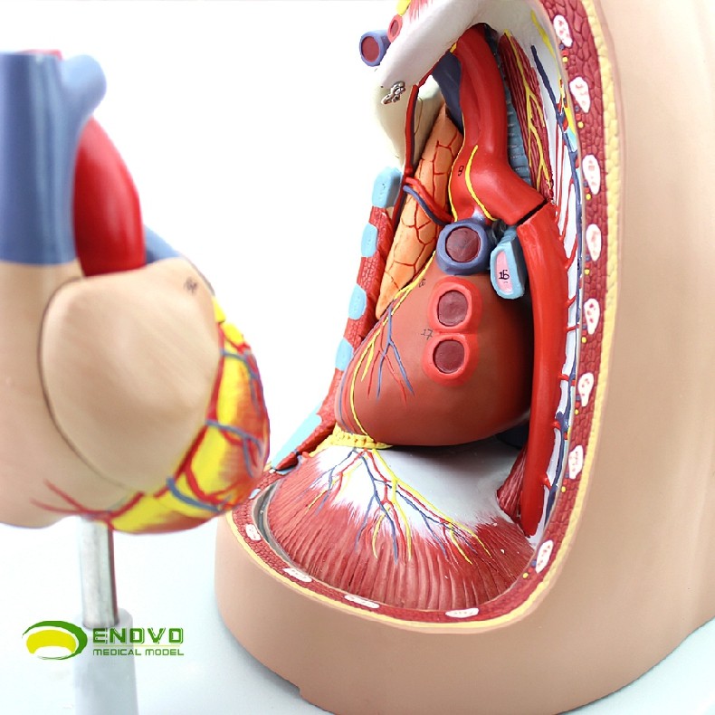 enovo颐诺纵隔模型心脏解剖模型 胸骨胸腺和纵隔医学解剖呼吸教具