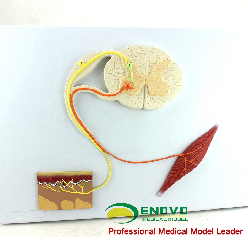 enovo正品人体医学神经反射弧模型条件反射中枢神经传导心理神经