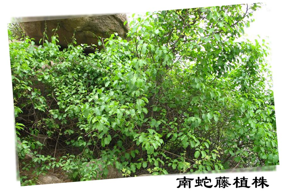 南蛇藤根过山枫挂廓鞭香龙草过山龙大南蛇500g包邮