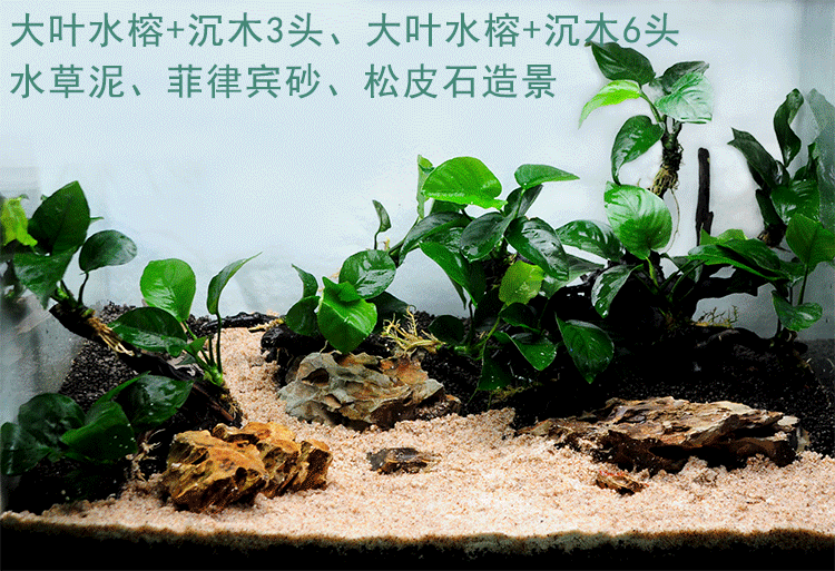 懒人水草活体造景植物鱼缸装饰沉木水榕净化水质水草辣椒榕水族箱