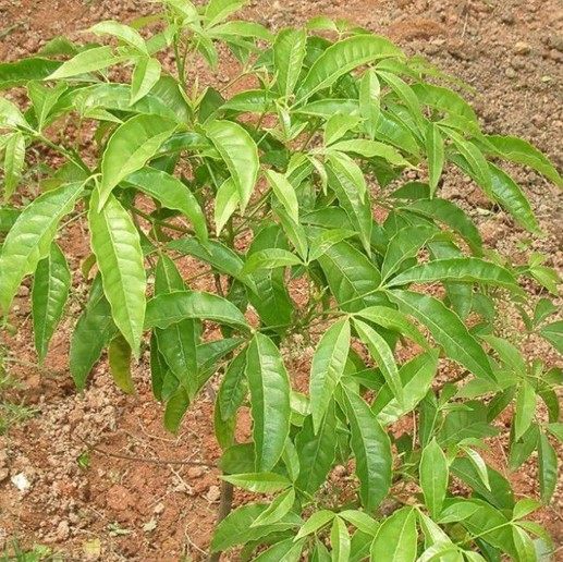 新鲜草药现采野生三叉苦三丫苦三叉虎三桠苦斑鸠花 枝叶500克顺丰