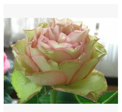 娇花满园 日月 熏子玫瑰(kaoruko rose)切花 大花型