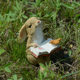 Cute animal rabbit ornaments creative garden gardening gardens opened to welcome home decorations pastoral gift cards Cute animal rabbit ornaments creative garden gardening gardens opened to welcome home decorations pastoral gift cards