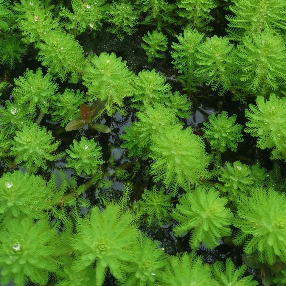 净水植物狐尾藻沼泽过滤水草大聚藻水陆缸养鱼养龟鳖淡水净化水质