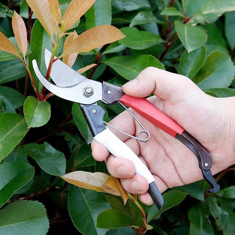 不锈钢花枝剪园林粗枝剪果树剪家用五金工具修剪树枝剪刀园艺剪刀