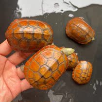 Studies on a heating hatchlings