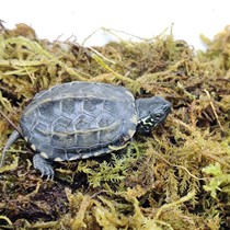 Hubei big tortoise seedlings