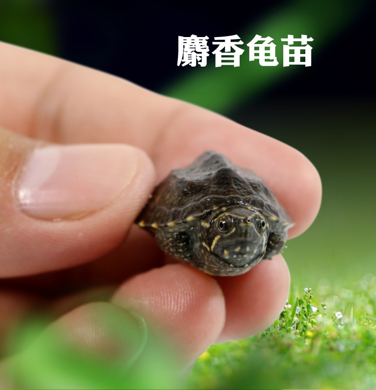 麝香龟苗 麝香蛋龟 麝香(非香味) 活体深水龟迷你麝香