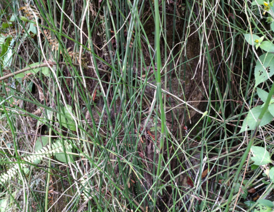 正品野生中草药木贼节节草 问荆 空心草干品/鲜品 天然自然晒干_双氙