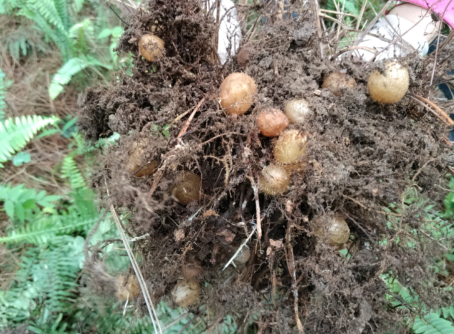 纯正野生中草药肾蕨子 石黄皮 凤凰蛋 落地珍珠 圆蕨 新鲜品根果