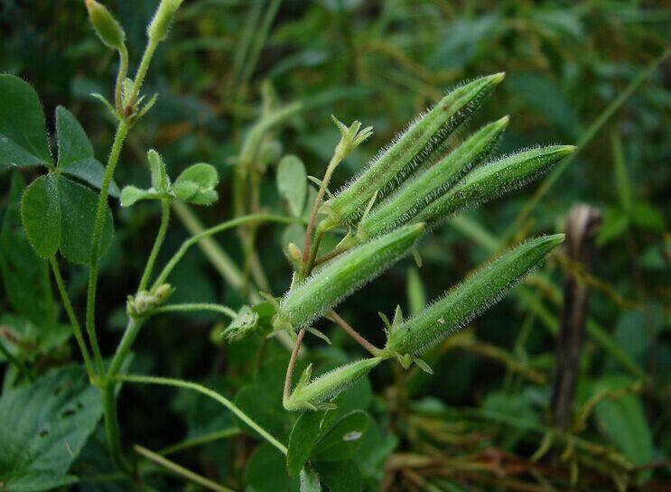新鲜野生中草药材酢浆草 酸浆草 三叶酸酸草 斑鸠 酸咪咪 钩钩草