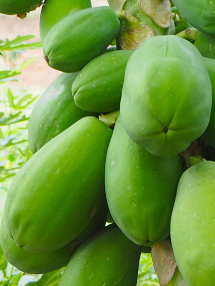 探味君新鲜采摘广西青木瓜