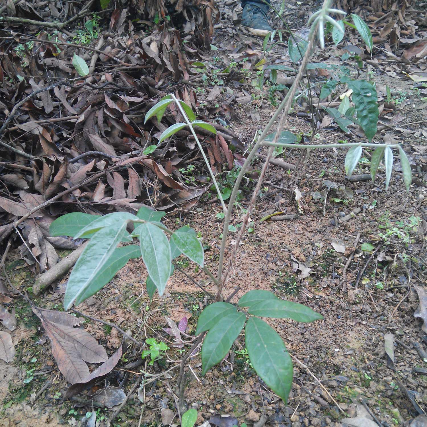 正宗野生新鲜牛大力薯 苗 特产水果批发 猪脚笠金钟根山莲藕250g