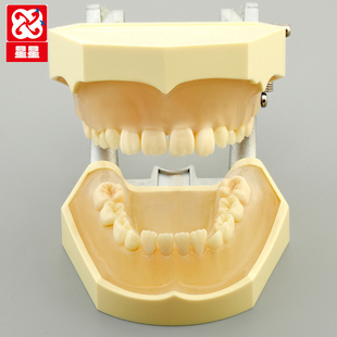 底托 济宁星星 底托28颗标准牙齿 透明牙龈标准牙模型 口腔牙齿科模型
