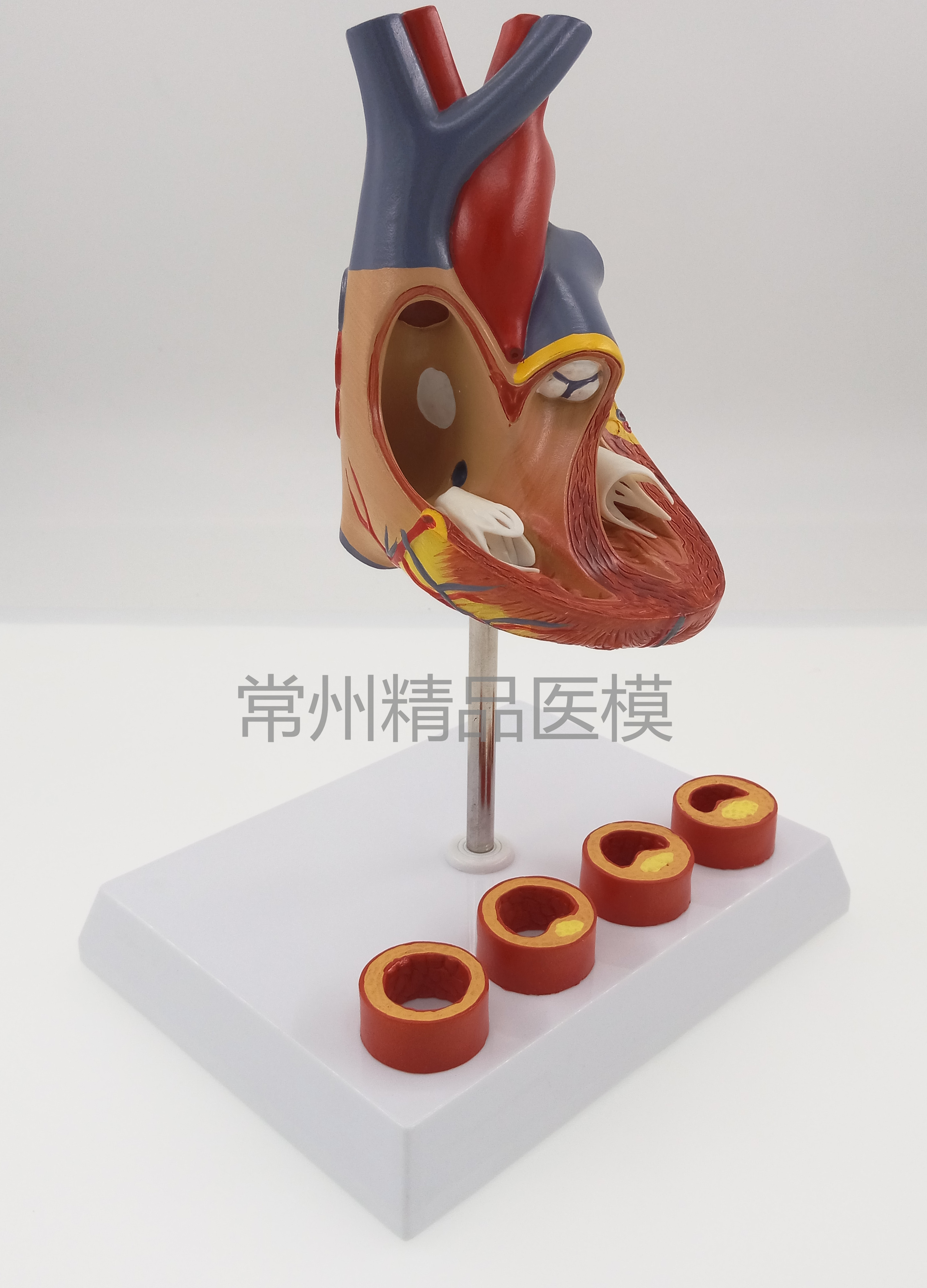 教学仿真心脏带4阶段血管心脏解剖模型心脏血管标本