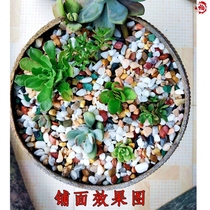 Pebble multi-meat paved surface stone grain pebble stone flowerpots colored pebble stones breathable decorated with little pebble in flower pots