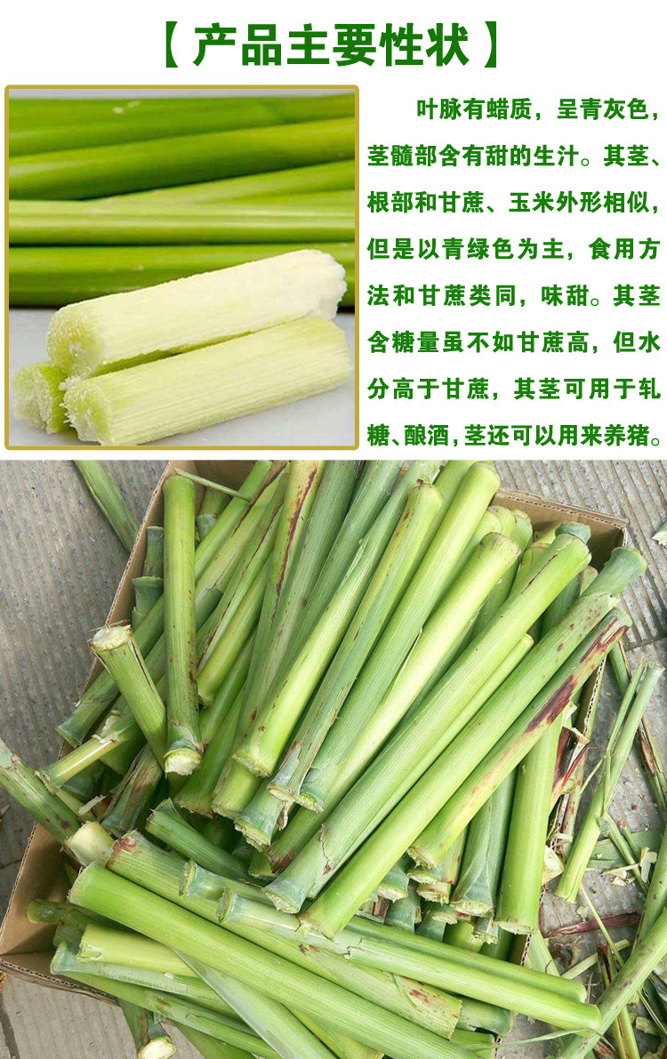 甜杆种子甜杆籽甜高粱种子杂粮种子蔬菜种子批发菜种菜籽菜种子