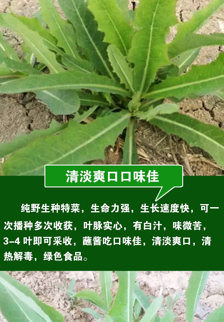 苦菜的功效与作用别名图片