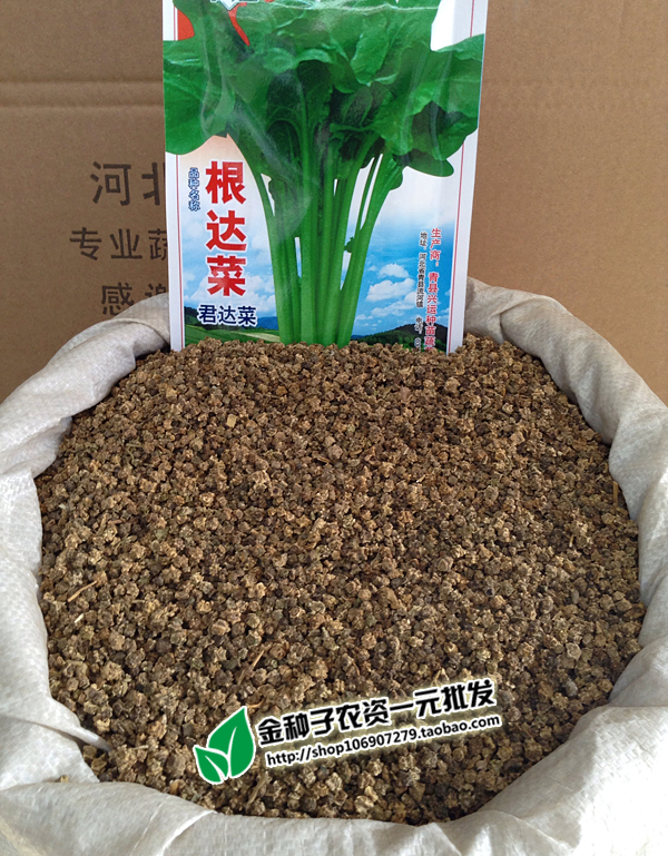 根达菜种子根达菜籽牛皮菜种子子君达菜种子蔬菜种子批发菜种