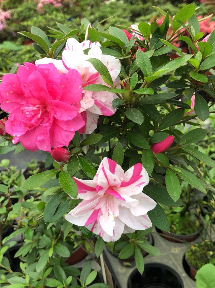 皋月杜鹃 重瓣花 唐狮子牡丹-爱分享的花友