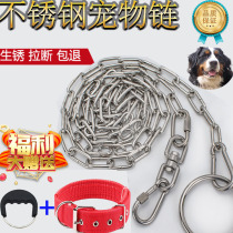 304 stainless steel golden hair dog chain leash Tibetan mastiff Deru Bolt dog chain large and medium dog collar dog rope