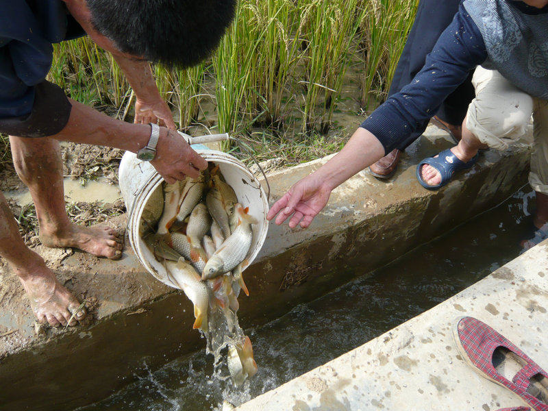     鱼干吃法:        鱼干用淘米