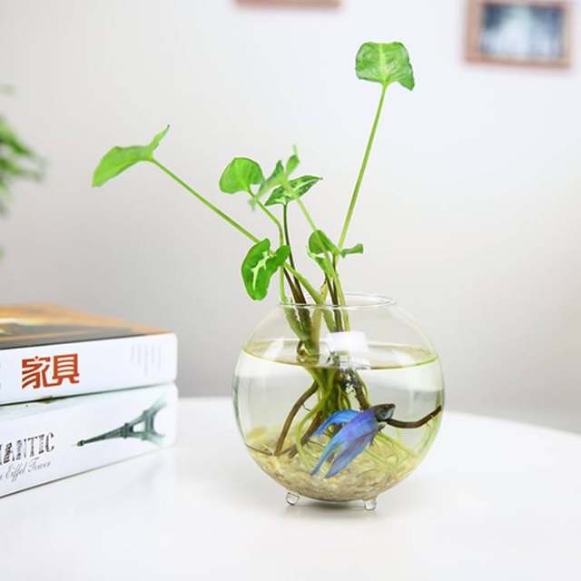 Handmade glass vase floral ornaments creative living room transparent hydroponic flower home decorative gardening Handmade glass vase floral ornaments creative living room transparent hydroponic flower home decorative gardening