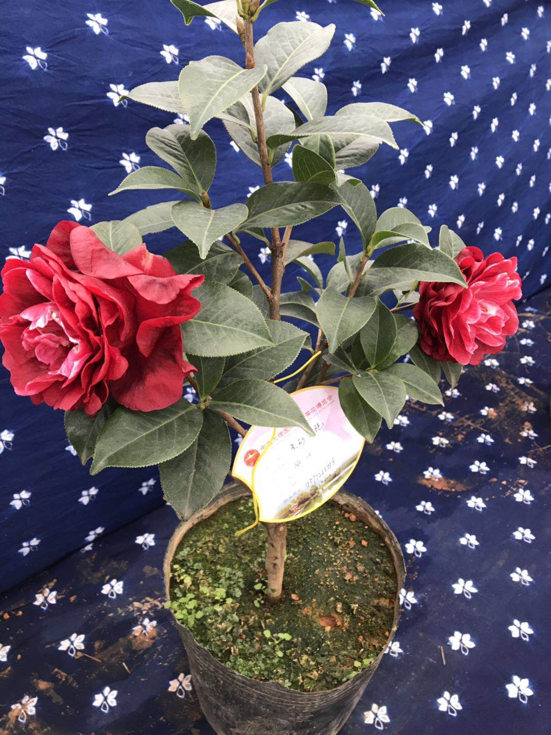 云南茶花云茶老品种传统朱砂紫袍云南茶花大理茶花包