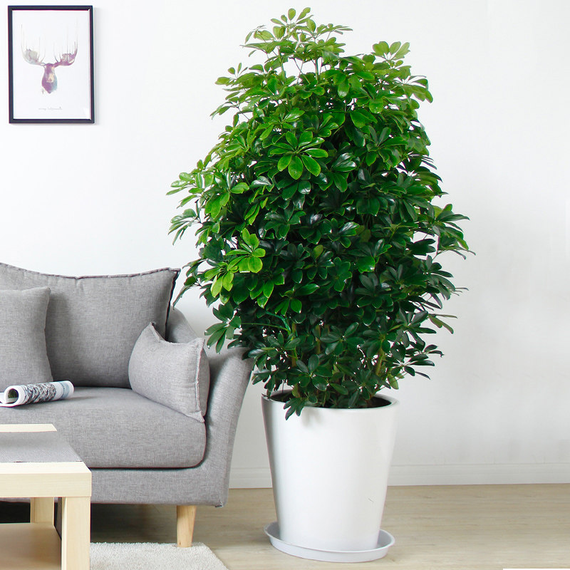    大型老板树盆栽