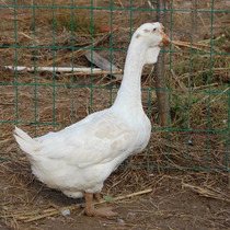 Big white lion-headed goose egg big Breed goose Hatchable lion-headed goose fertilized egg Big White Goose full of 12