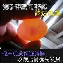 Pigeon eggs fertilized eggs can hatch pigeons white badminton kings pigeons live eggs fresh pigeon eggs