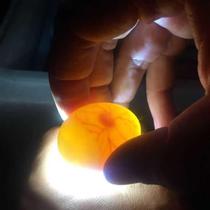 Pigeon fertilized eggs can hatch pigeon breeding eggs pigeon fertilization protein feather king 5 eggs