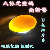 Yuanbao pigeons fertilized eggs Yuanbao pigeons modern fertilized eggs can hatch Modina fertilized eggs can grow two