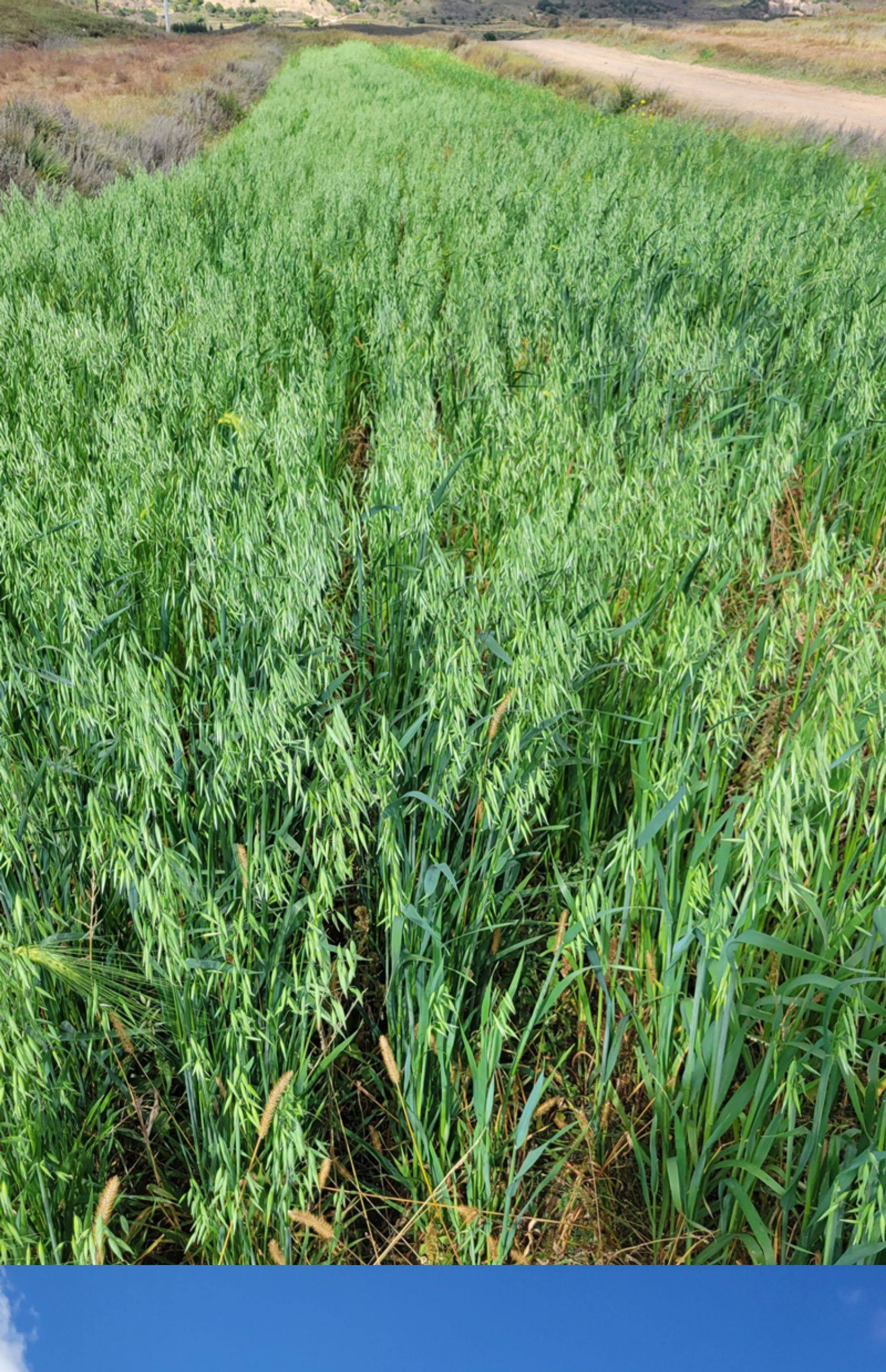 莜面粉纯莜面攸面悠油燕麦筱面莜麦面全麦张家口坝上内蒙武川山西