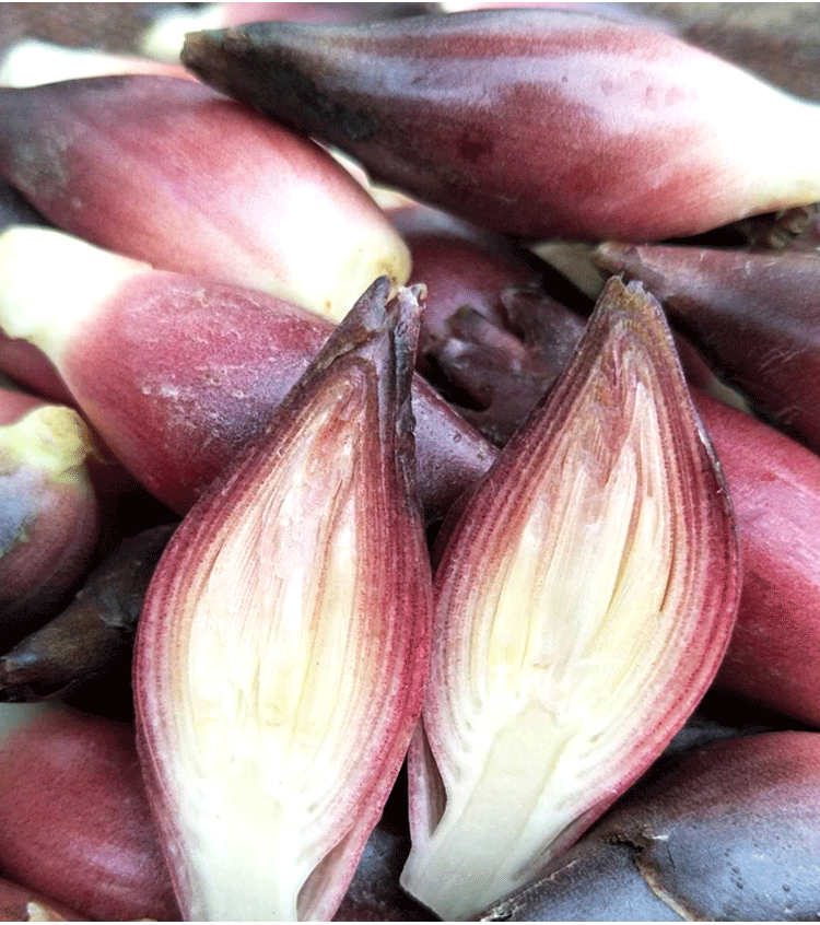 新鲜洋火姜杨火江菏洋荷农家阳合洋合洋荷阳藿阳荷姜洋火洋合包邮