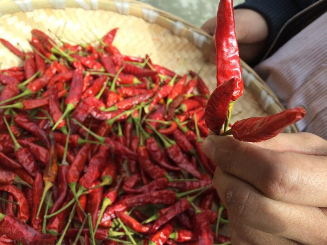 山里农家 包邮贵州特产 湾子辣椒 朝天辣辣椒 特辣500克特辣