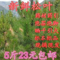 Fresh ponytail pine coniferous leaves tea pine needle wild ponytail pine tea pine leaves full pine tea filial pine coniferous pine needles