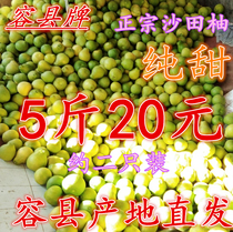 Authentic Guangxi Special Property County Sha Tin Grapefruit Non-honey Grapefruit plum State Grapefruit White meat Fresh fruit 5 catties