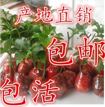 Zixiang No 1 seedling Passion fruit seedling Climbing vine fruit tree seedling Egg yolk fruit tree seedling Egg fruit seedling Year results seedling