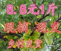 Fresh carambola leaves Fresh carambola leaves Sour carambola leaves are now picked 500 grams