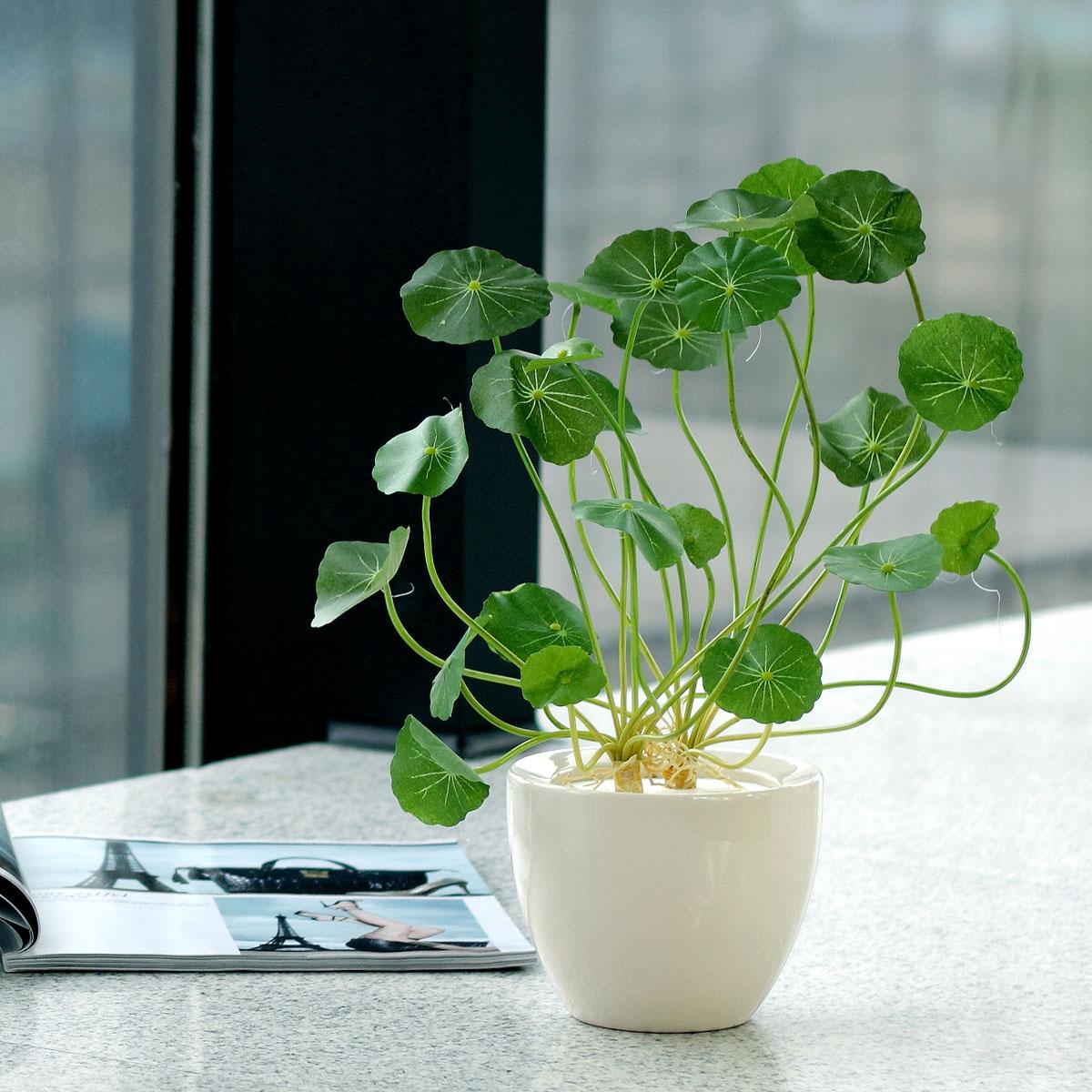 铜钱草过冬要不要冬眠植物联萌