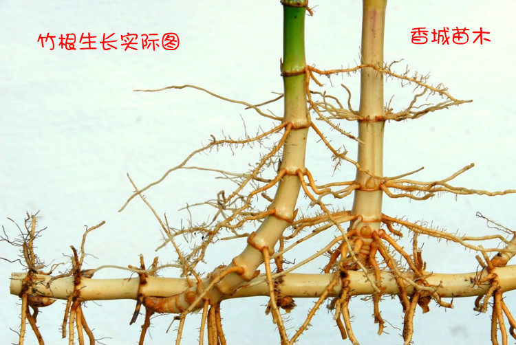 大型楠竹苗毛竹苗园林绿化竹苗毛竹子苗庭院盆栽四季长青容易种植