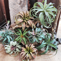 Simulation air grass air pineapple succulent plant ceiling landscaping decoration green plant simulation large air grass