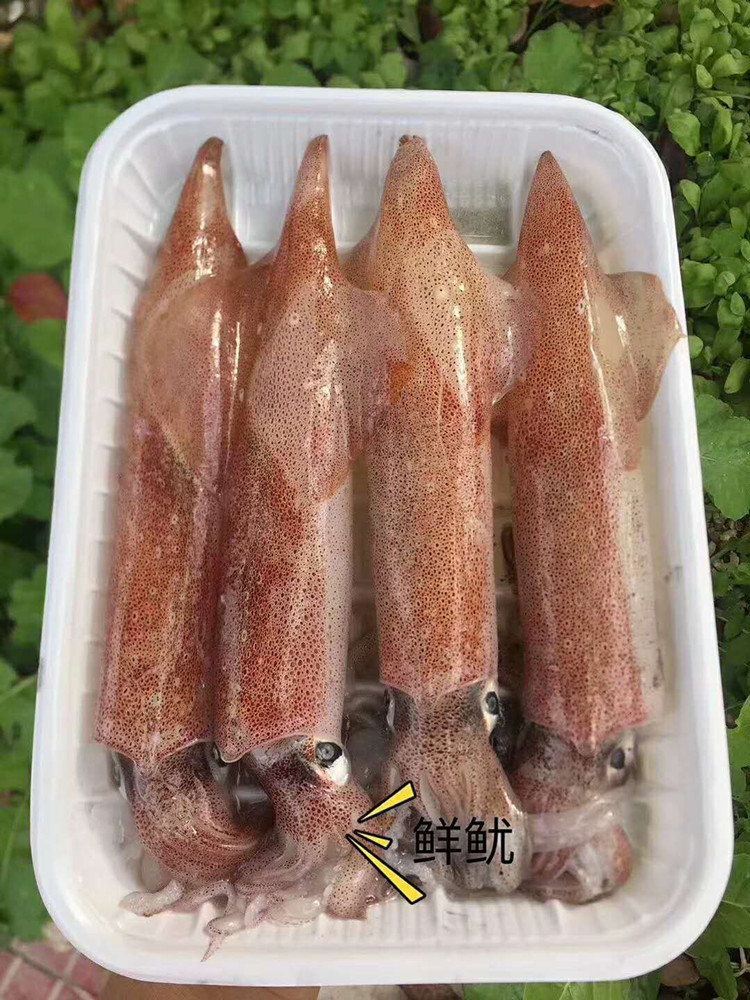当前热销海钓鱿鱼海捕野生新鲜鱿鱼笔管鱼鲜活中管鱿鱼爽脆嫩500克