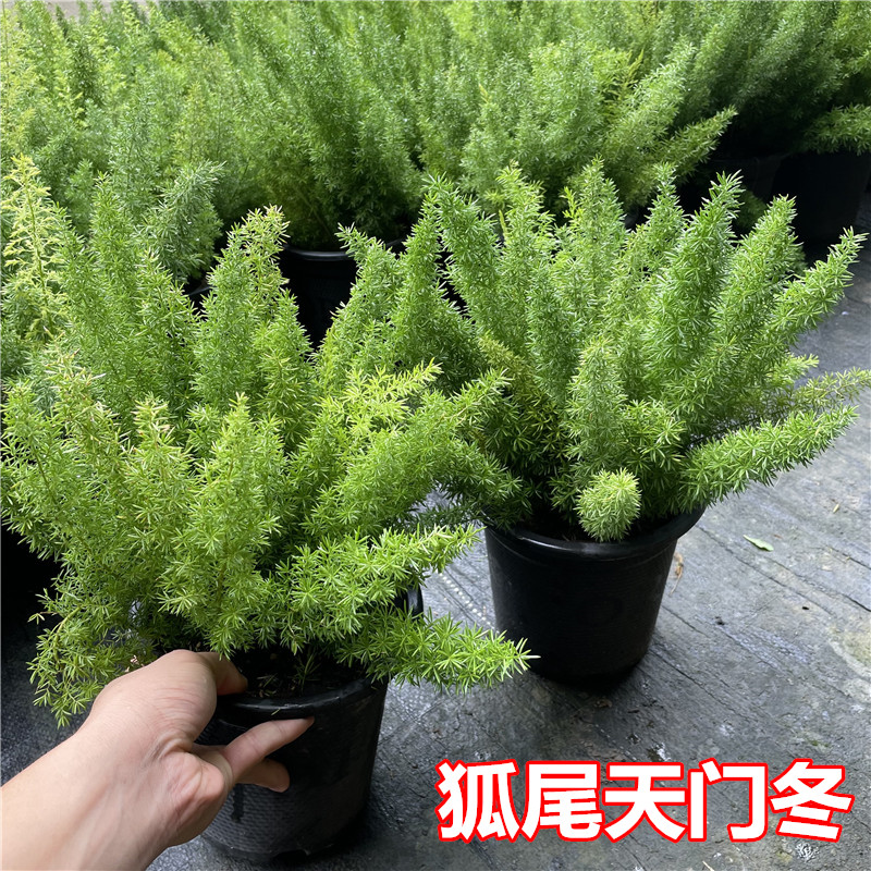 狐尾天门冬盆栽植物庭院花园阳台绿植四季常青花卉九尾狐易养