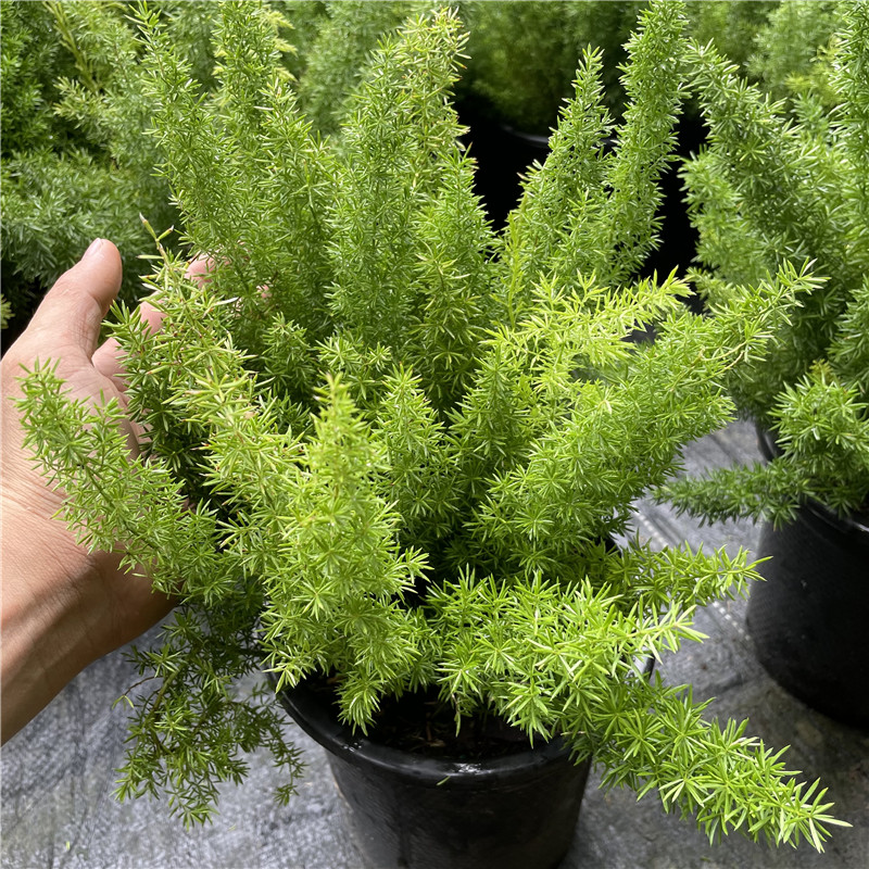 狐尾天门冬盆栽植物庭院花园阳台绿植四季常青花卉九尾狐易养