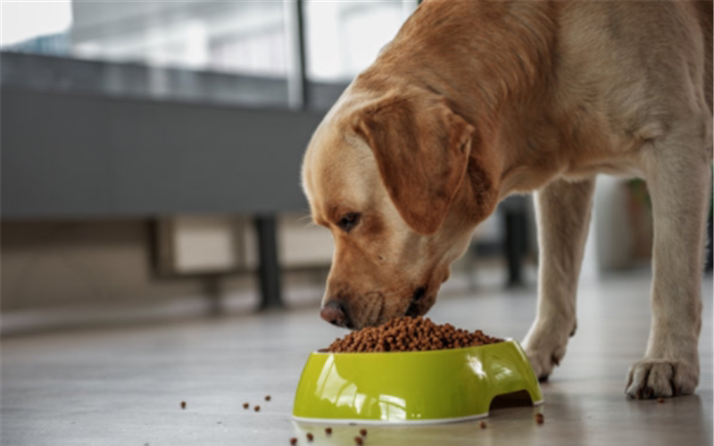 狗狗吃饱就好了?营养均衡的狗粮更重要