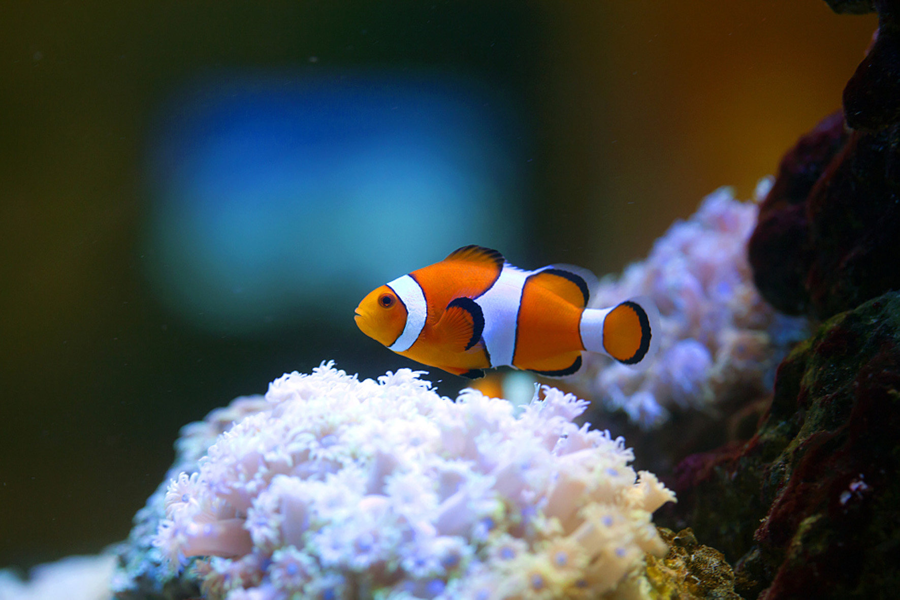 观赏鱼种类之多,但适合家养的鱼儿却十分有限,一起来看看有哪些颜值爆