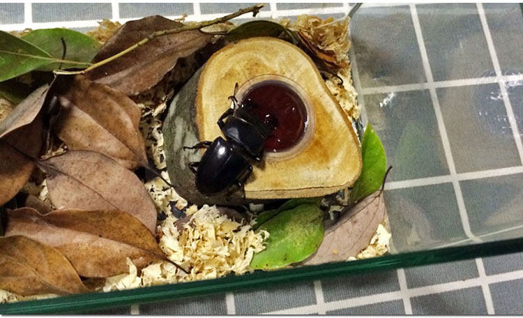 甲虫果冻独角仙锹甲饲料蛋白黑糖蚂蚁食物昆虫宠物成虫吃的带食台
